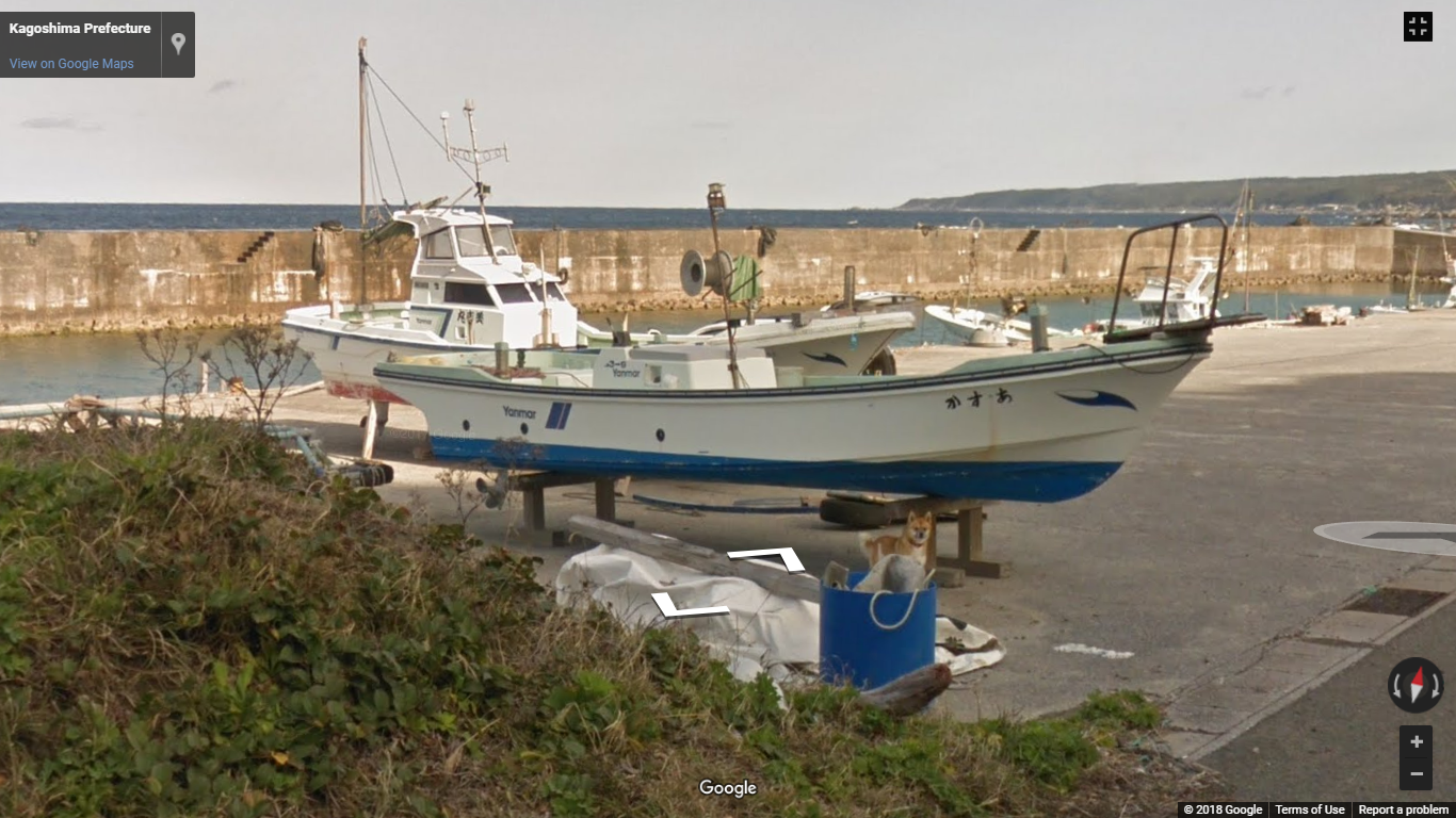Собака стала звездой после погони за машиной Google Street View