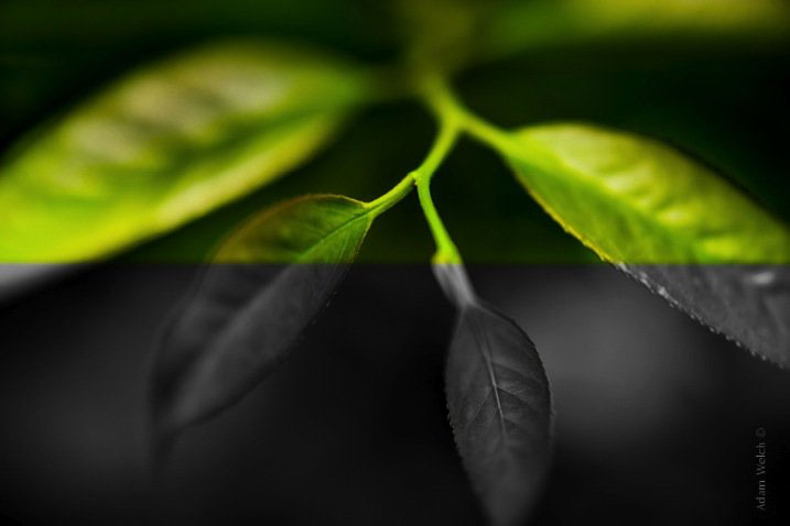 Google разработала технологию, раскрашивающую чёрно-белые видео по одной фотографии