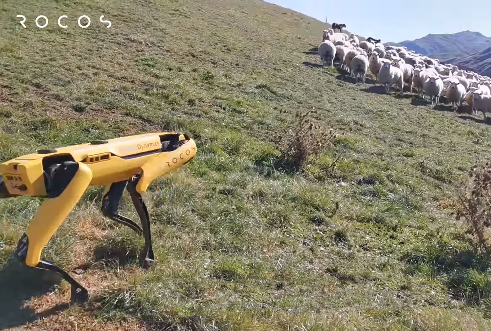 Робопёс от Boston Dynamics научился пасти овец