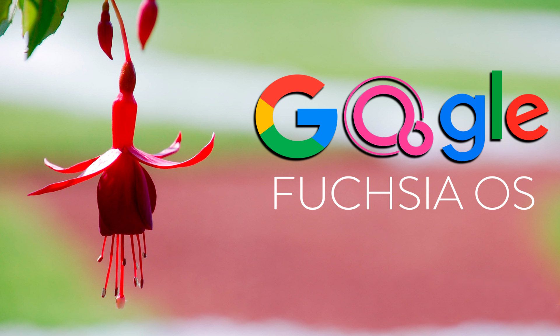 Samsung присоединилась к разработке операционной системы Fuchsia от Google