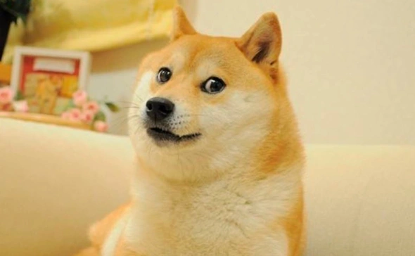 В Японии ушла из жизни Кабосу — мемная собака и символ криптовалюты Dogecoin