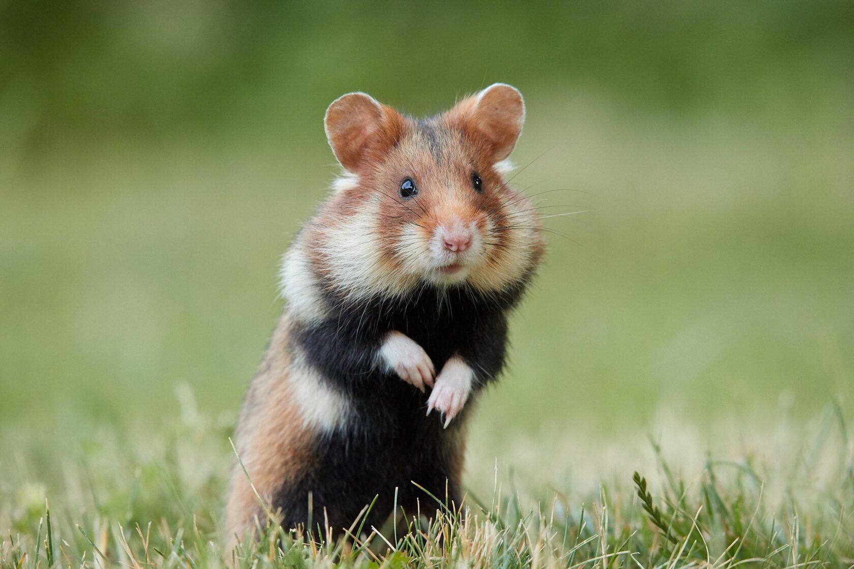 Пользователям Hamster Kombat раскрыли баланс их жетонов. Что известно?